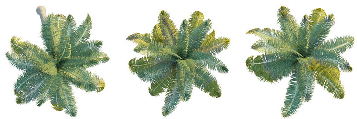 Cocos nucifera tree top view, tree plan 4k png cutout