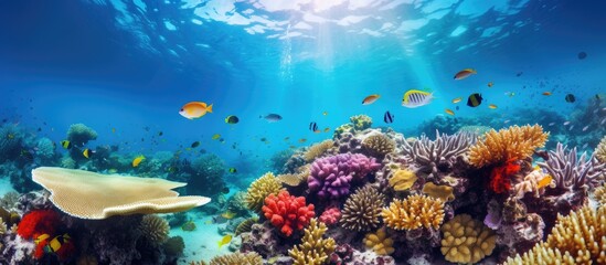 Coral Reef from the Indian Ocean Sri Lanka. Creative banner. Copyspace image