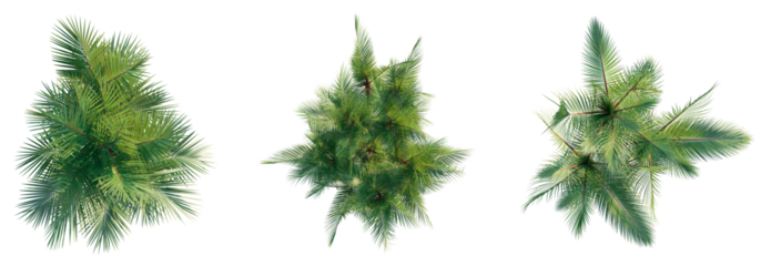  Cyrtostachys renda tree top view, tree plan 4k png cutout