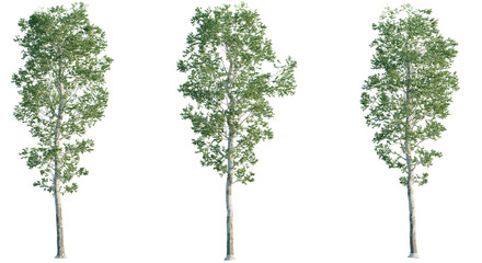 Betula pendula, Birch 4k png cutout