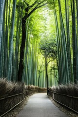 Tranquil Japanese Bamboo Forest - Serene Nature Landscape with Pathway through Traditional Asian Woodland