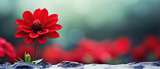 a beautiful red garden flower. Creative banner. Copyspace image