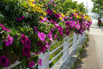 길가에 꽃들이 아름답게 피었습니다