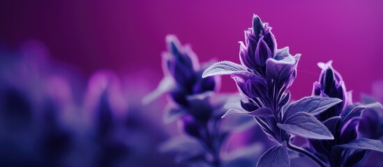 salvia sclarea purple flower close up. Creative banner. Copyspace image