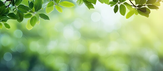 branches with green leaves beautiful green background. Creative banner. Copyspace image