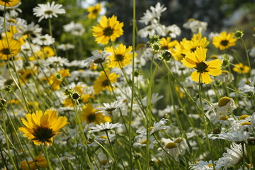들녁에 봄에 피는 야생화가 아름답습니다