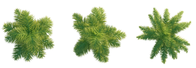 Royal palm tree top view, tree plan 4k png cutout