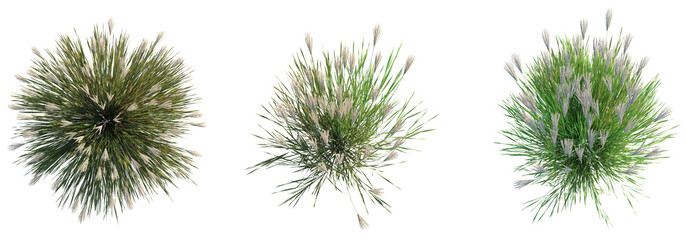 Miscanthus sinensis tree top view, tree plan 4k png cutout