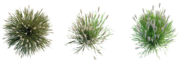 Miscanthus sinensis tree top view, tree plan 4k png cutout