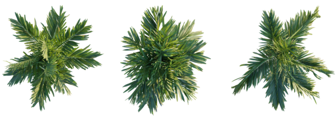 Areca catechu tree top view, tree plan 4k png cutout
