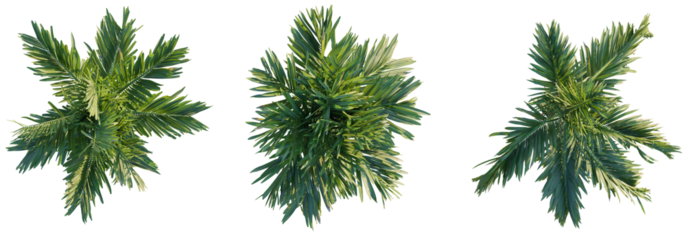 Areca catechu tree top view, tree plan 4k png cutout
