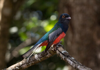 potrait of a Blue-crowned Trogon
