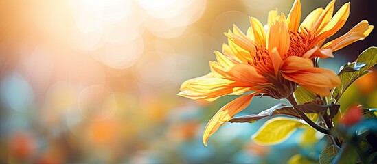 the very pretty colorful autumn flower close up view in the sunshine. Creative banner. Copyspace image - Powered by Adobe