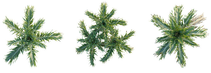 Adonidia merrillii tree top view, tree plan 4k png cutout	