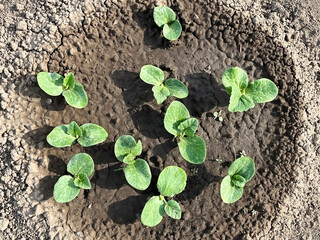 small zucchini sprout growing on a bed in a vegetable garden