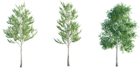 Betula pendula, Birch 4k png cutout