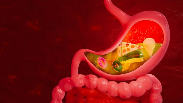 pizza and sweet foods. Junk food. Symptoms of acid reflux or excess acid in the stomach. Gastric juice and intestinal model within the abdominal cavity. Pressure  air causes stomach pain. 3D Rendering