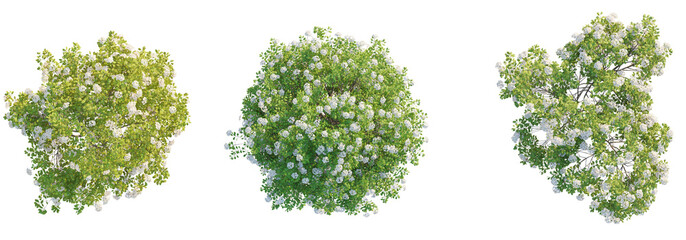 Spiraea betulifolia tree top view, tree plan 4k png cutout 