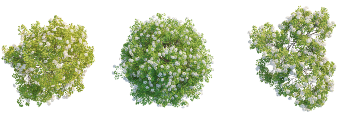 Spiraea betulifolia tree top view, tree plan 4k png cutout	