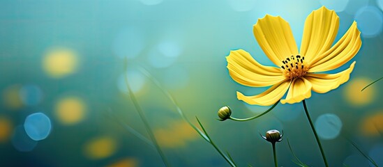 Yellow cosmos with blur green and blue abstract spring flower background. Creative banner. Copyspace image