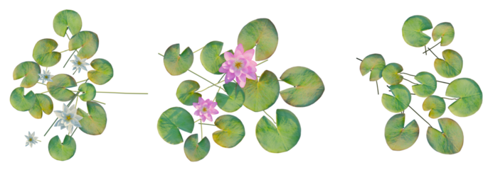 Nymphaeaceae tree top view, tree plan 4k png cutout	