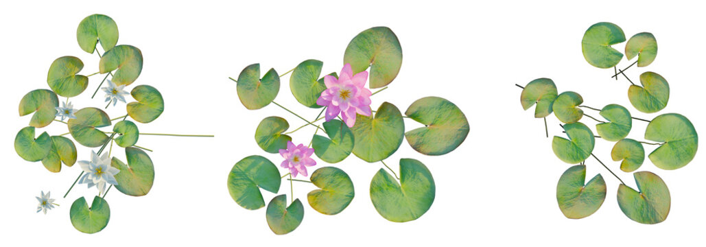 Nymphaeaceae tree top view, tree plan 4k png cutout	