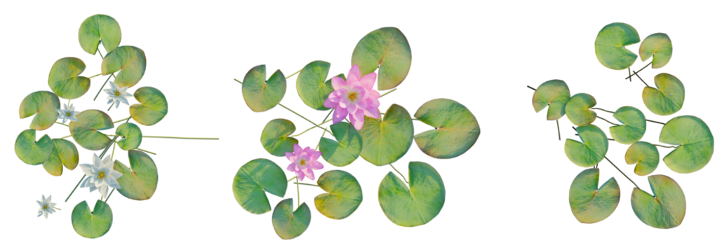 Nymphaeaceae tree top view, tree plan 4k png cutout	