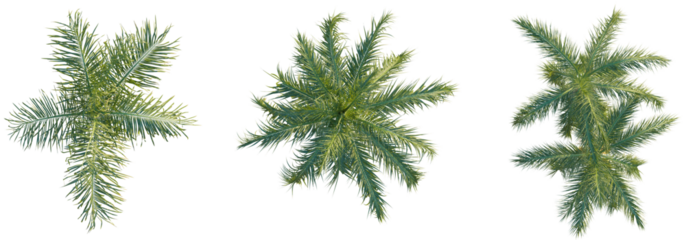 Roystonea regia tree top view, tree plan 4k png cutout	