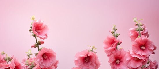 beautiful Pink hollyhock flower. Creative banner. Copyspace image