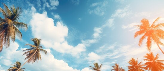 exotic forest of coconut trees in sunny weather. Creative banner. Copyspace image