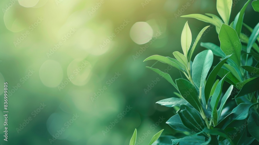 Poster green gradient backdrop for a refreshing and rejuvenating effect in your presentations.
