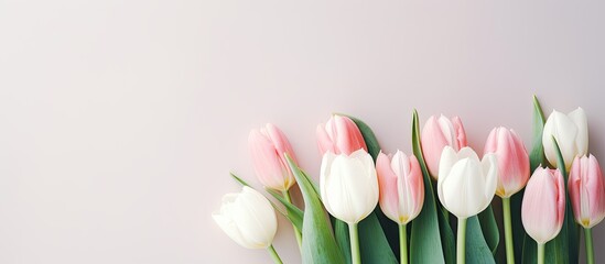 bouquet of white and pink tulips on a light background. Creative banner. Copyspace image
