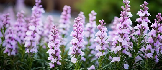 Flowers of physostegia virginiana variegata in garden. Creative banner. Copyspace image