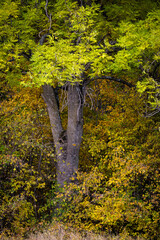 Tree with branches full of multicolored autumnal leaves.