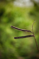 grasshopper on a tree