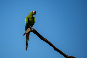 Green ara parrot on a branch, blue sky © tl6781