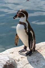 Obraz premium penguin on the rocks