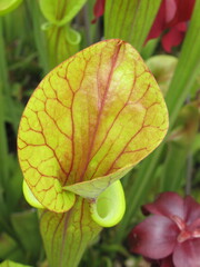 Zbliżenie na kaptury roślin z gatunku sarracenia