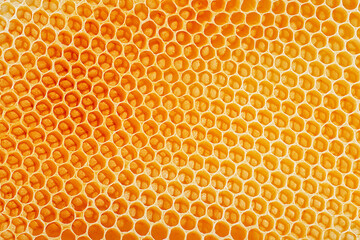 Wax honeycombs as background. Texture of empty honeycombs.