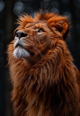 Naklejka premium lion 