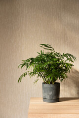 Chamaedorea Home  Plant in Pot on Wooden Table Near Window in Room
