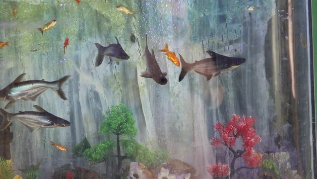 Bala shark fish, Young bream, carp and minnows swim in the aquarium. Freshwater river fish in an aquarium. The giant pangasius (Pangasius sanitwongsei) are swimming in freshwater aquarium. 4K Footage.