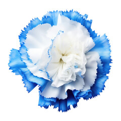 Fototapeta premium carnation flower isolated on white