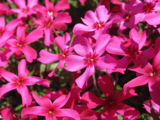 Zbliżenie na kwiaty rośliny z gatunku Phlox subulata © Kumulugma