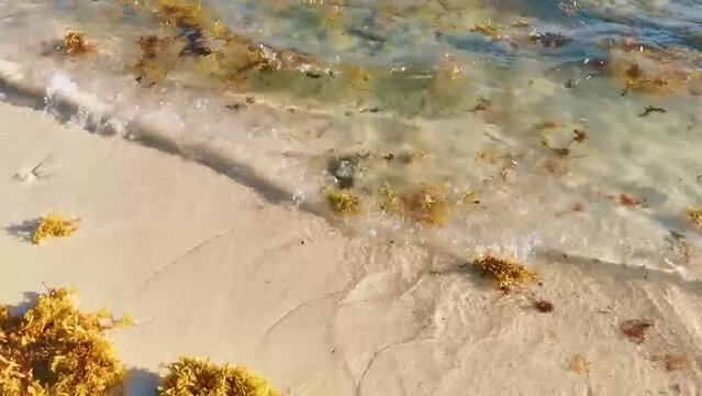 Tropical Caribbean beach water seaweed sargazo Playa del Carmen Mexico.
