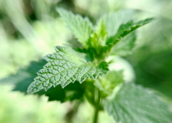 Deaf nettle plant close up
