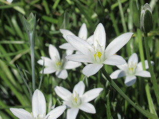 Zbliżenie na białe kwiaty rośliny z gatunku Ornithogalum juncifolium © Kumulugma