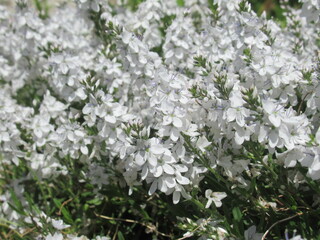 Zbliżenie na białe kwiaty rośliny z gatunku Veronica prostrata © Kumulugma