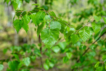 A leafy green birch tree branch with a leaf on it