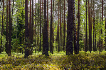 A forest with many trees and a lot of sunlight